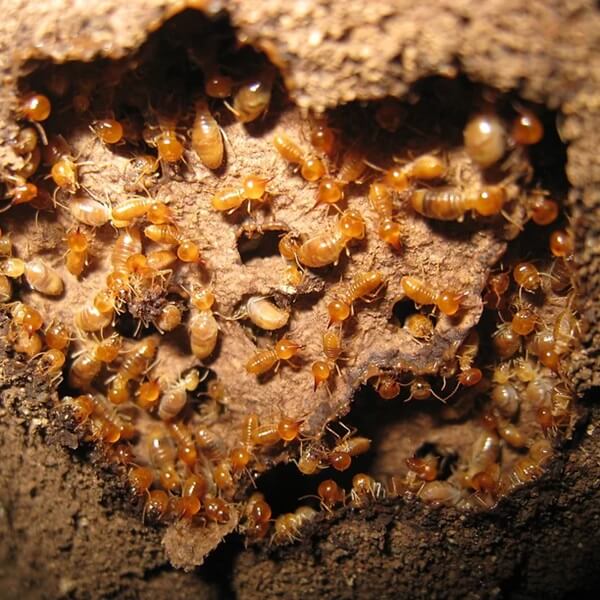 Termite Treatment Sydney